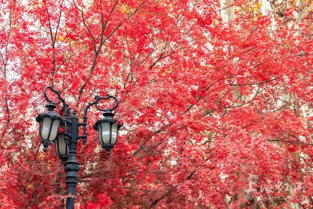 鲁迅公园枫叶红了！红黄青绿交织秋意浓~超出片