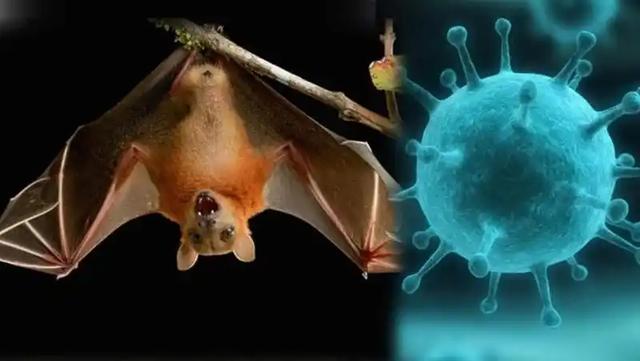 “尼帕病毒”来势汹汹，建议：每家备好几样东西，关键时刻能救命