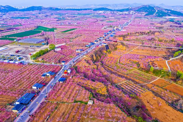 肥城桃花开成海 桃源春风醉若仙