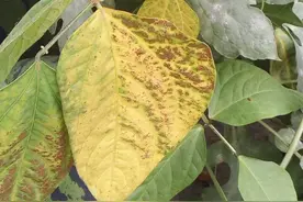 豆角叶子黄了？别急，简单几招让你的豆角再次绿意盎然！，！图片