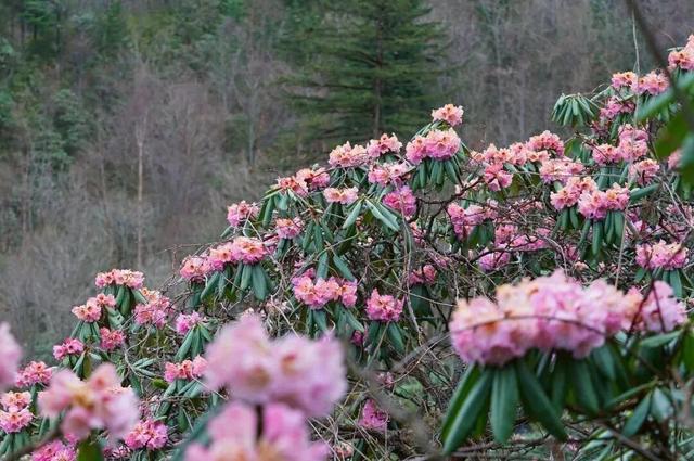 超全！陕西各地春日花海赴约指南