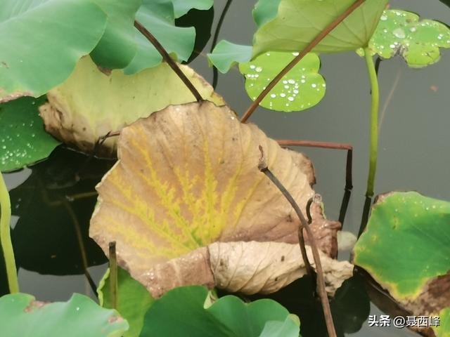 湖岸风光:秋菏