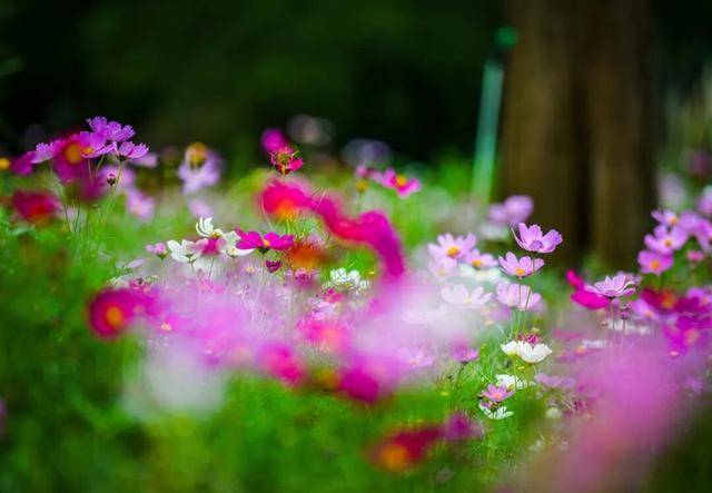 虎丘山脚下的免费公园！四片超大的缤纷花海，一次性看个够！