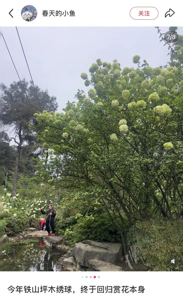 重庆这片免费花海开疯了,又多又美,公交轨道直达,适合全家出行