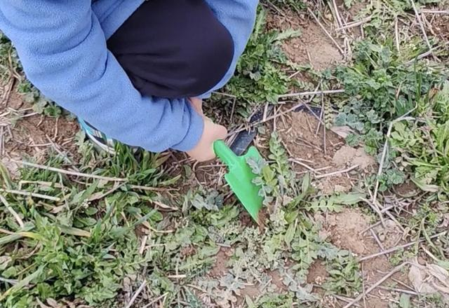 西安咸阳挖荠菜天花板！随便挖不踩麦，带娃看飞机爽翻！