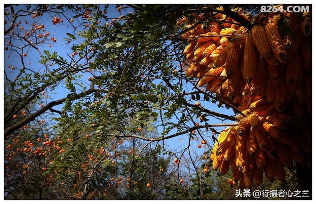 山东行游影记（194）—青州仰天山柿子沟（二）