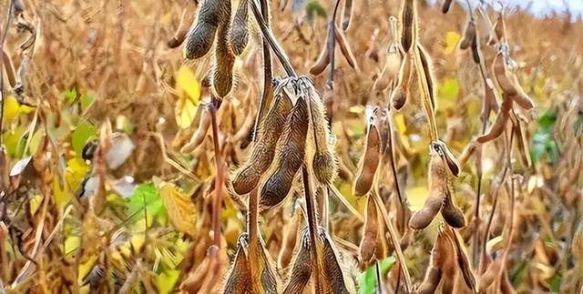 200万吨大豆烂港！巴西赌中国离不开它，却忘了中国早握3张王牌