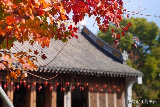 山河入秋，奉城尽染！