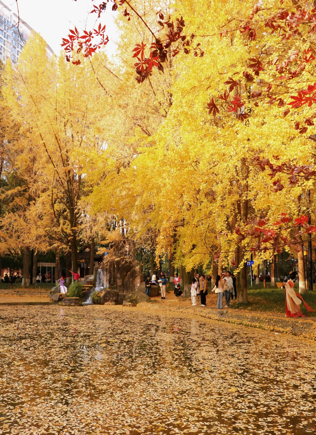 银杏浓度100%！成都人民拍照好去处，温江这3个地方千万别错过！