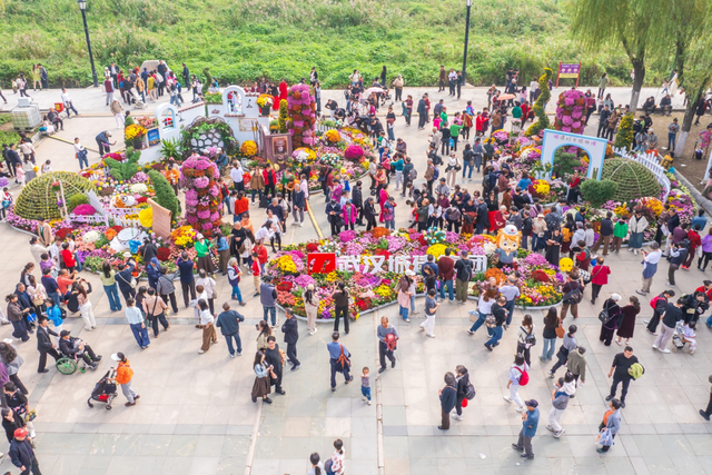 年度金秋盛宴来了，武汉城建集团邀您逛菊展、赏名菊、拍美照！