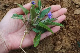 这颗野草不简单，能当菜能泡茶，专消耳鸣，基本不要钱！图片