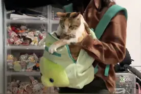 养了9年的三花，被确诊为彩狸，网友：大小姐变精神小妹了！图片