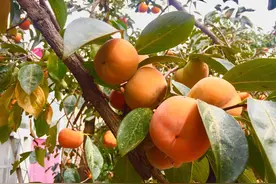 3种果树，剪个枝插土就能活，家里长一年，果子就密到全家吃不完图片