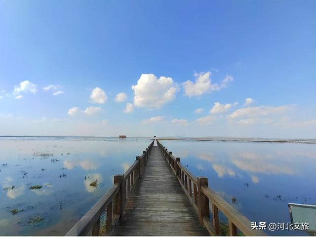 走进张家口，感受秋日红海滩的浪漫与诗意，还有各种鸟儿翩翩起舞