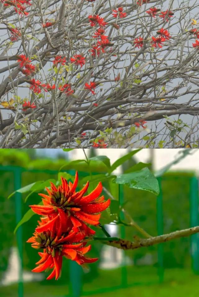 刺桐酝酿着「花事」，这场「盛事」也即将在泉州开启！