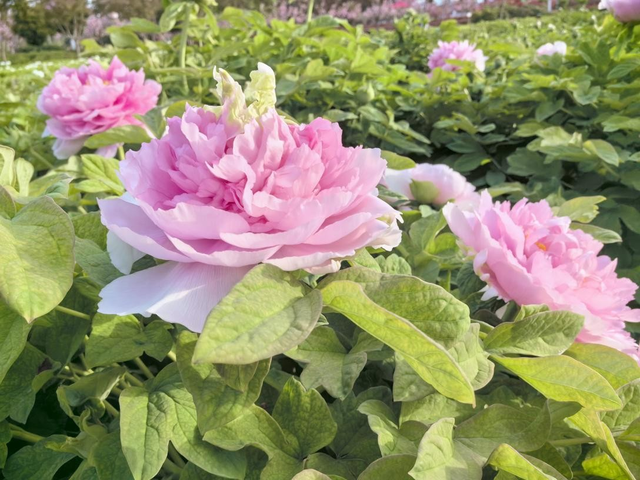 一路繁花向洛阳——游客赏花吟诵牡丹更浪漫