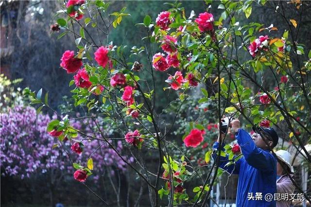 昆明限定浪漫！金殿 “花” 式浪漫等你来解锁→
