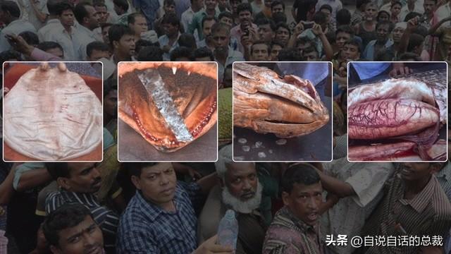 墨西哥花胶多少钱一克 2025年墨西哥花胶多少钱一克价格