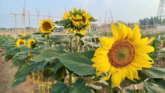 一路向阳！盛夏中的向日葵花开美景，让你的夏日记忆更绚烂！