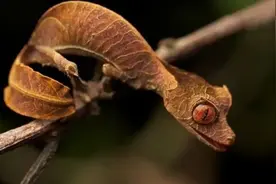 老人说壁虎精液能让人化成脓水？作为五毒之一，壁虎进家怎么办？图片