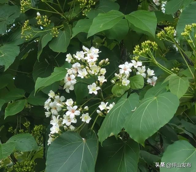 油桐飞雪倒计时！｜坪山春印象