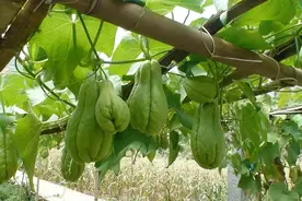 蔬菜界“超生员”佛手瓜，既是蔬菜也是水果，为何如今鲜有人种植图片