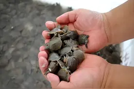 如何解决中华鳖养殖过程中所面临的问题，从而提升中华鳖养殖质量图片