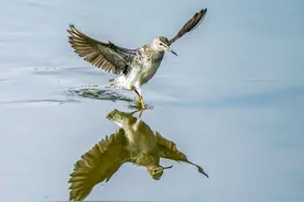 看图识鸟 | 这些鸟，你都认识吗？图片