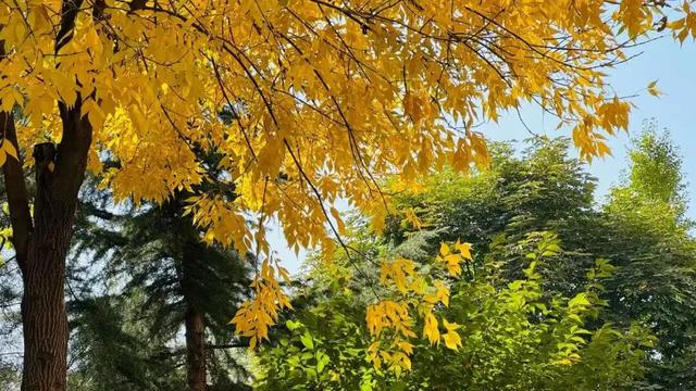 秋染临夏，诗意河州