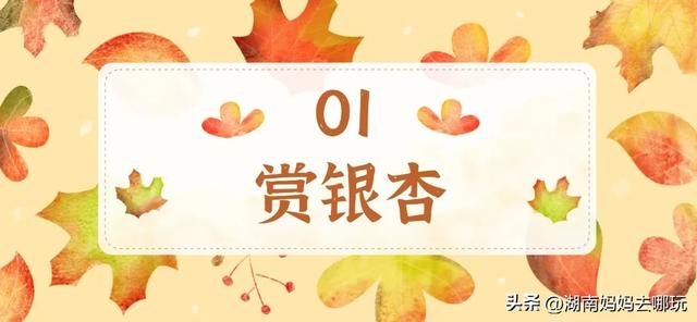 藏不住了!望城这片小众银杏秘境已到最佳观赏期,还能露营、骑行、摘果子