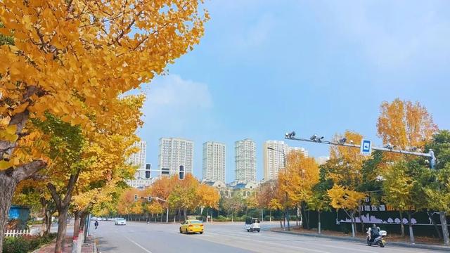 有“杏”遇见！薛城这些银杏林藏着最绚烂的秋天！