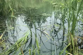 鲤鱼难钓，不一定是因为数量少，先看看是不是这些问题图片