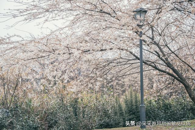 云龟山是我们重庆赏花自驾游的保留项目