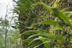 “生命之草”化石草（肾精草，石韦）图片