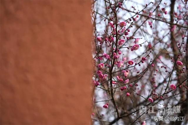 高铁穿花海！快来内江这个公园赏梅打卡