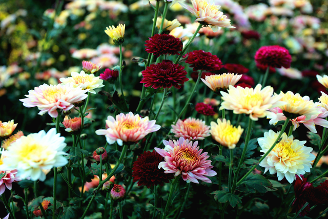 近百品种菊花竞相绽放 新泰泉沟基地成秋日打卡新地标