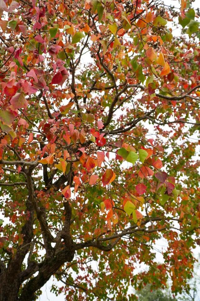 11月去塔川，邂逅乌桕树的“三级变色”，每棵树都是流动的油画