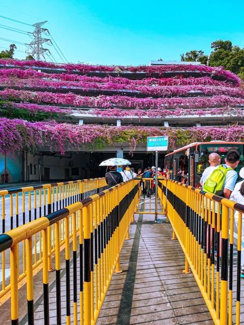 仙湖植物园大门停车场三角梅花海“瀑布”成网红打卡点，谁拍谁美