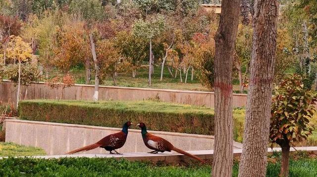 邢强 | 秋游南疆