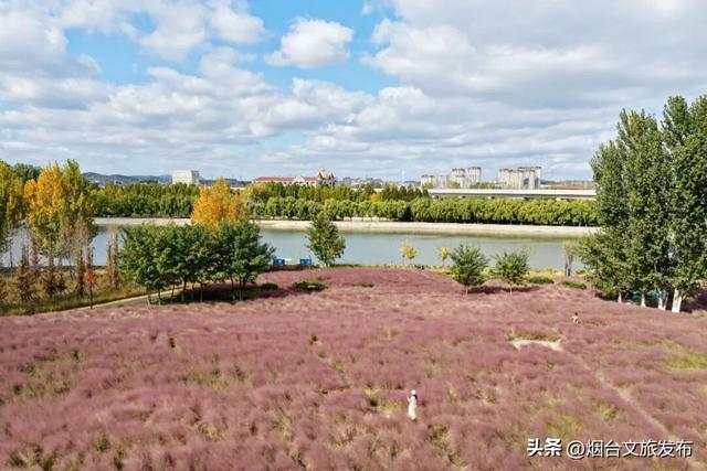 【乐游烟台】周末好去处丨热搜预定！烟台的秋天太上镜了！