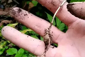 暴利种植中药材珠子参，500元/斤，亩产干货800斤，亩产值40万元图片