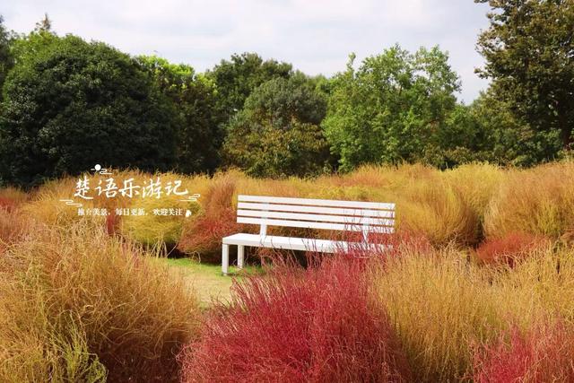浙江宁波的地肤草观赏胜地，周边的果蔬展更加美丽，拍照很出片