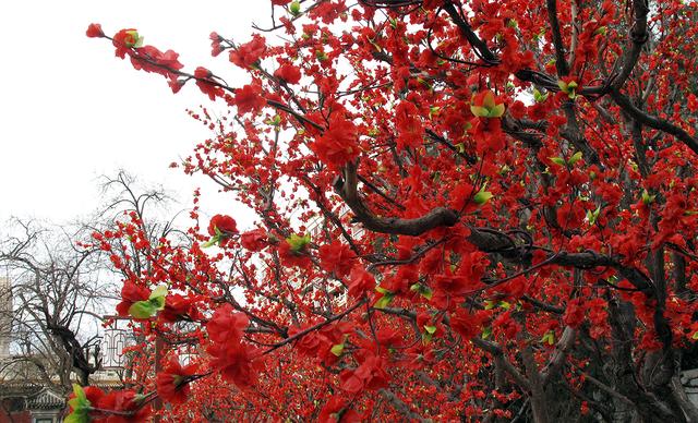 北京大观园“梅花”提早绽放 古风新春景致惊艳亮相