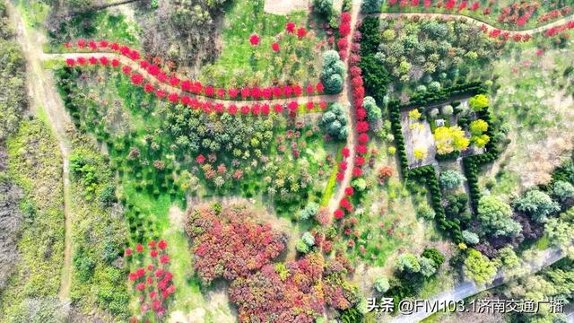 济南植物园藏着秋日顶流！这漫天红叶，正等你赴一场红焰之约
