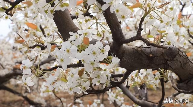 来梨乡，赴一场与春天的约会