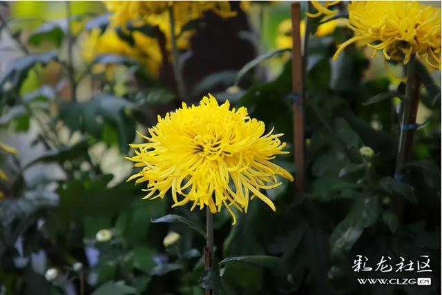 大观公园金秋菊花展掠影（B）