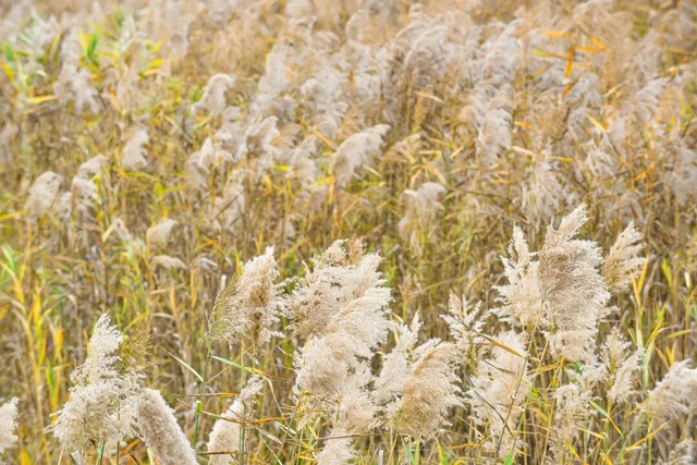 即刻出发，解锁淄博「秋日限定」模式，错过等明年！