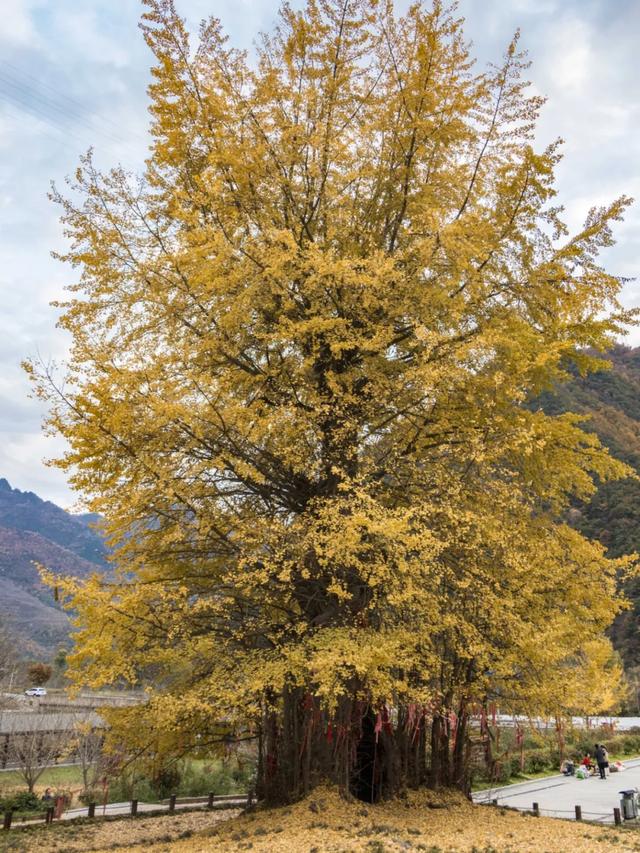 赏秋正当时！自驾来汉中，赴一场秋日视觉盛宴~