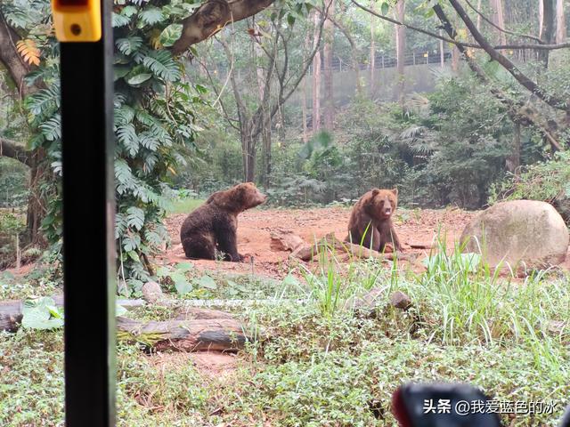 参观广州长隆野生动物园，全程感觉眼累手累腿不累