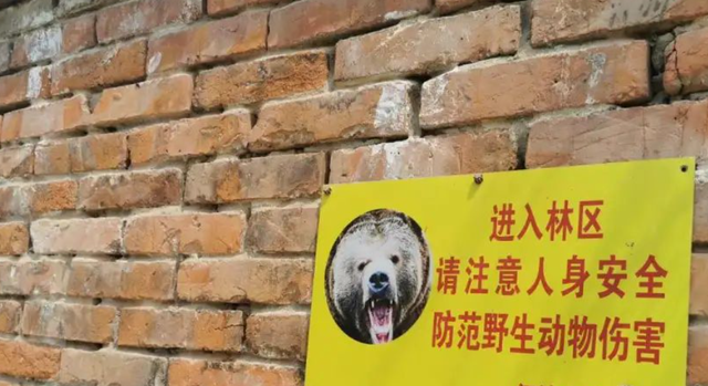 罕见！3只野生黑熊“全家出游”，太白山景区：切勿投喂或挑逗